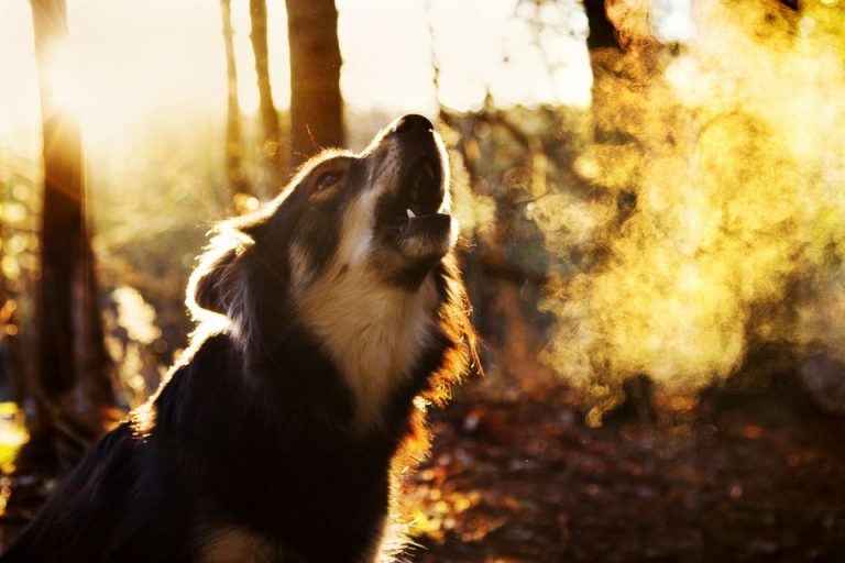 Kopeginizin Asiri Havlamasini Nasil Onleyebilirsiniz Egitim Chien Gironde